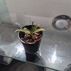 Jewel Orchid