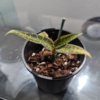 Jewel Orchid