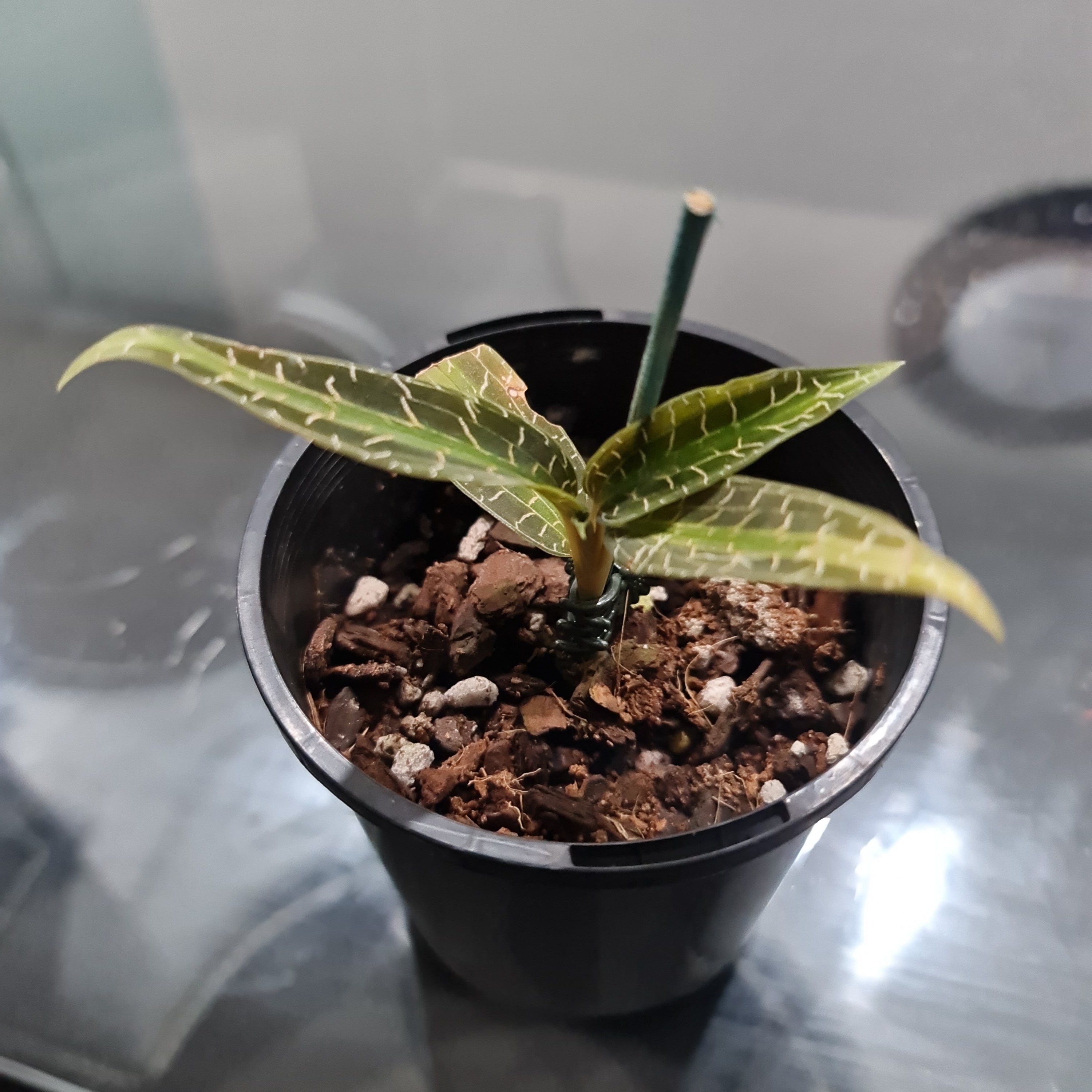 Jewel Orchid