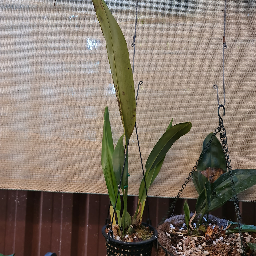 Maxillaria Perryae (Species From Ecuador)