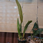 Maxillaria Perryae (Species From Ecuador)