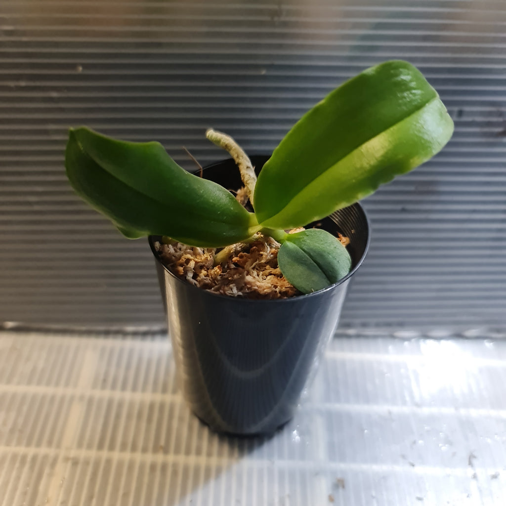 TOP - Phalaenopsis bellina 'Miro' 6cm