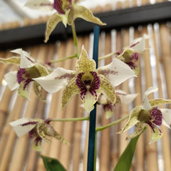 Dendrobium Roy Tokunaga x Shiraishii (11 Flowers)