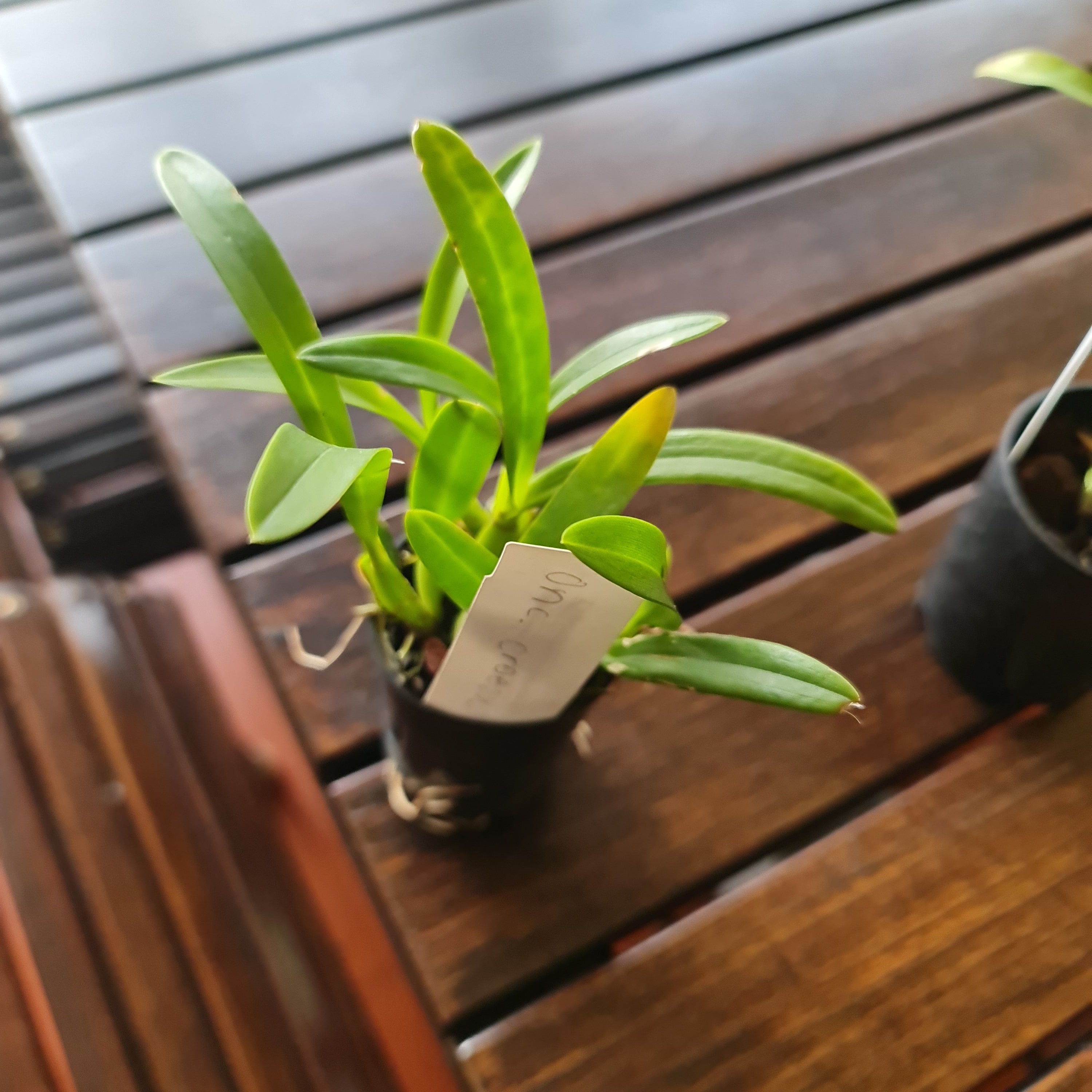 Oncidium Croesus (Fragrant Species From Brazil) Secondary image