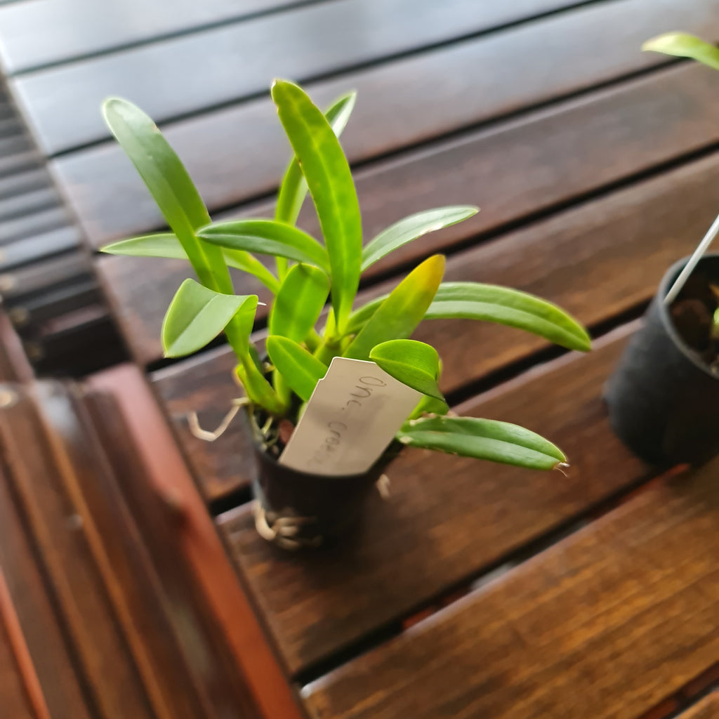 Oncidium Croesus (Fragrant Species From Brazil)