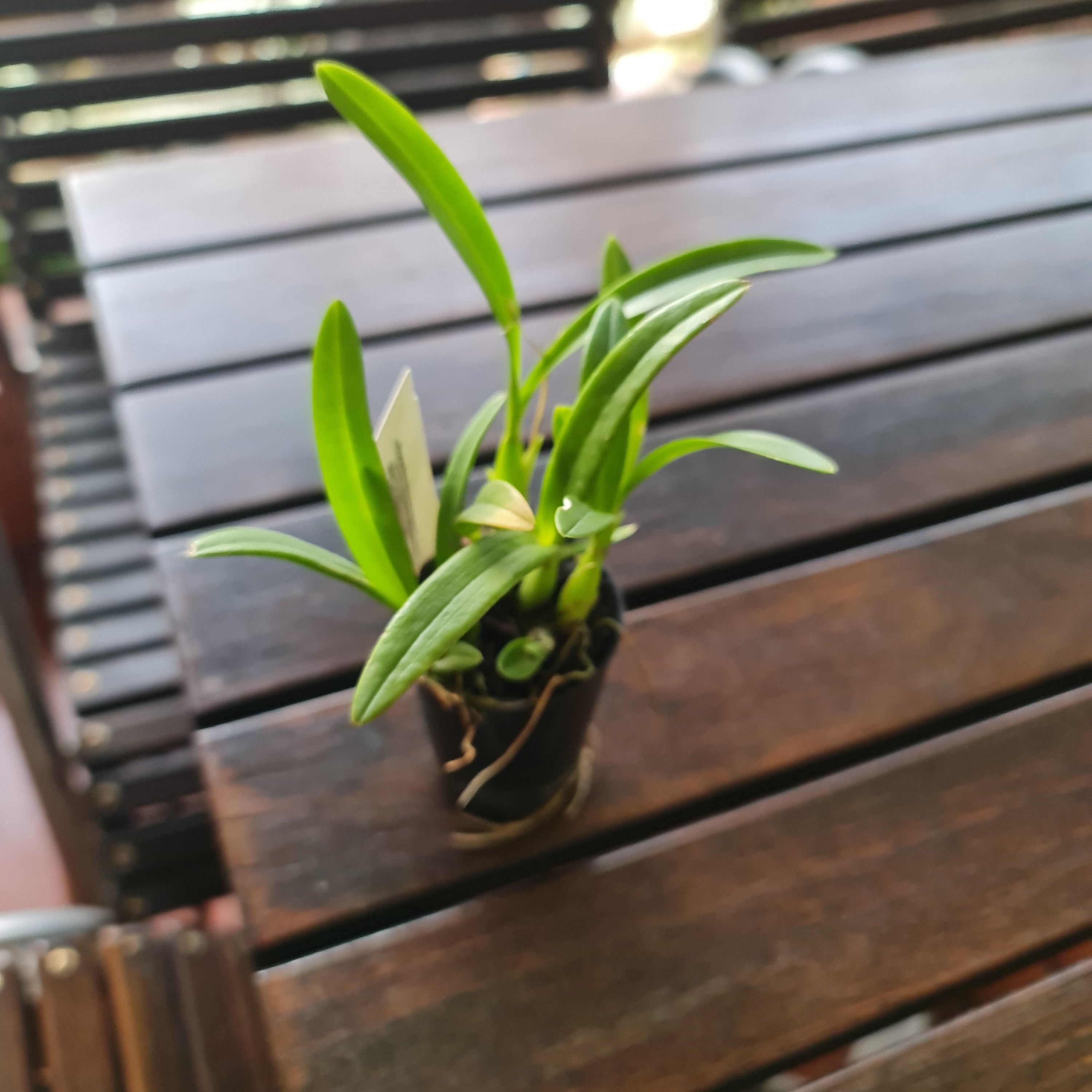Oncidium Croesus (Fragrant Species From Brazil)