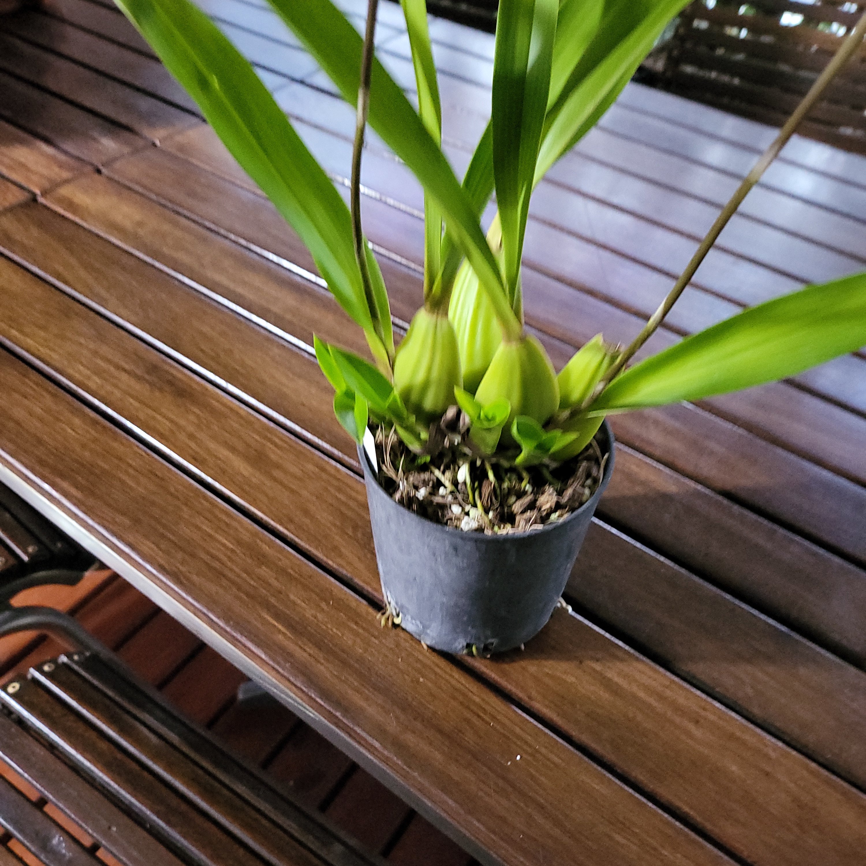 (Flowering Now) Brassia verrucosa Secondary image