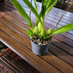 (Flowering Now) Brassia verrucosa