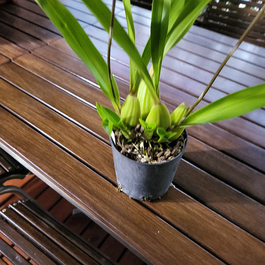 (Flowering Now) Brassia verrucosa