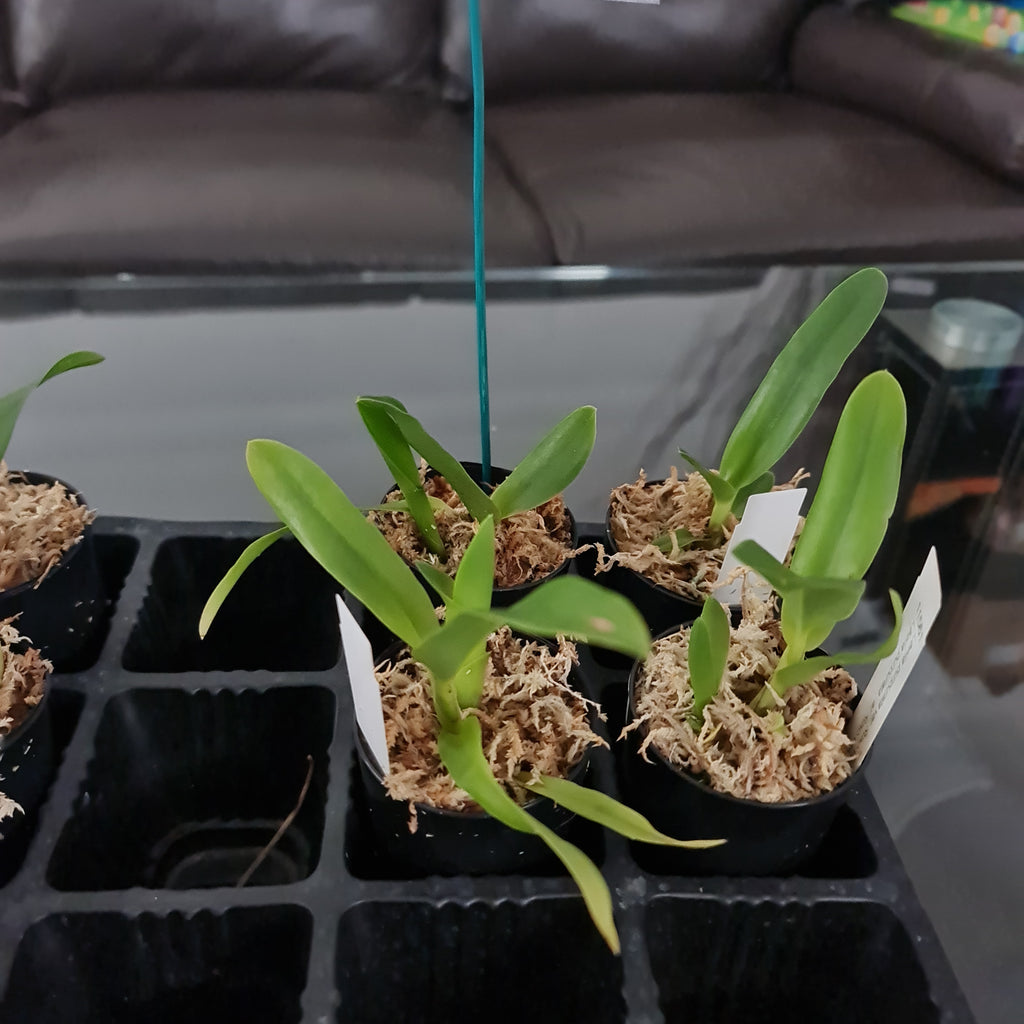 Laelia Purpurata var. roxo- violeta 'Navegantes' X Laelia Purpurata var. roxo-violeta 'Aranda Blue Label'