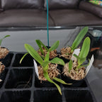 Laelia Purpurata var. roxo- violeta 'Navegantes' X Laelia Purpurata var. roxo-violeta 'Aranda Blue Label'