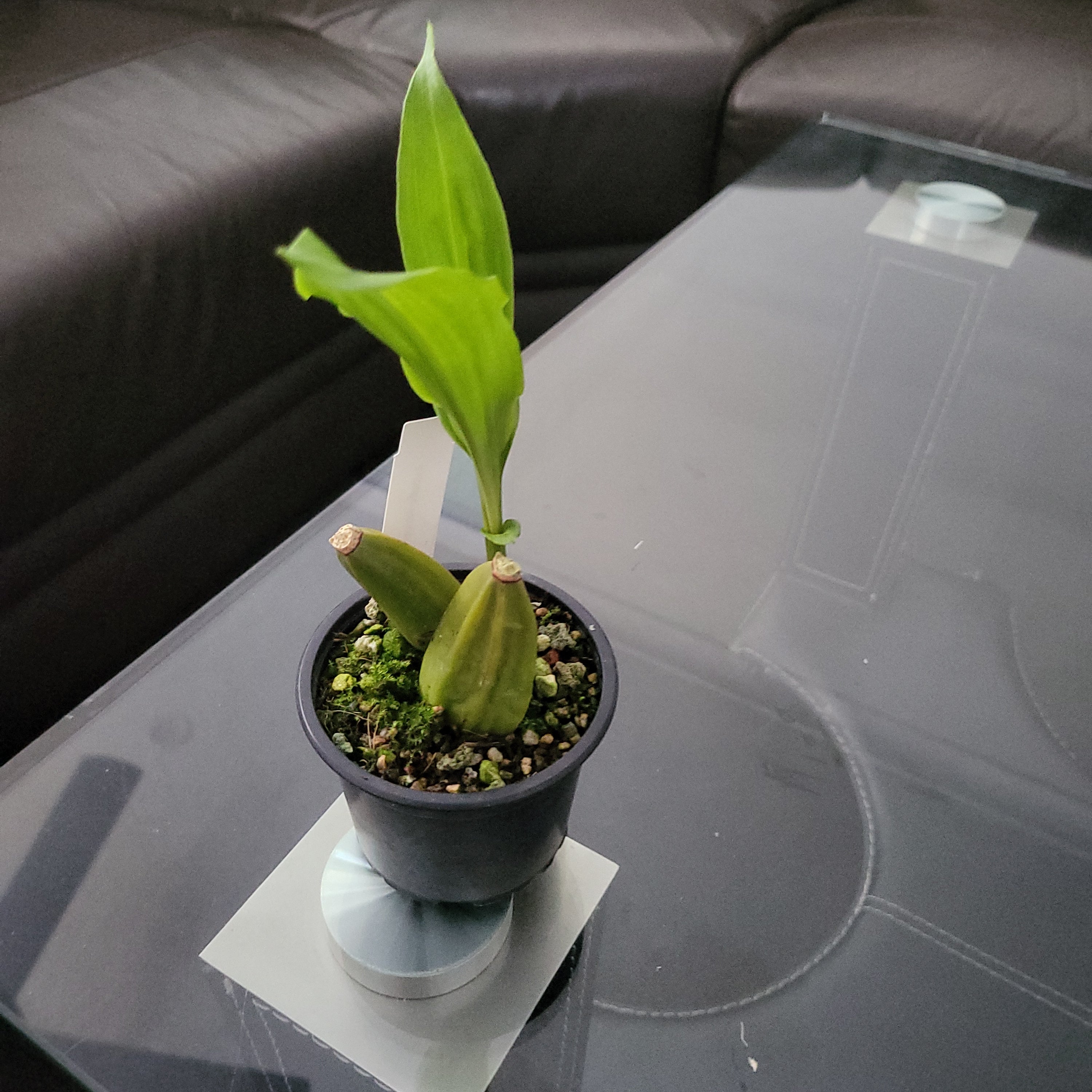 Lycaste Xytriophora ( Species ) Secondary image