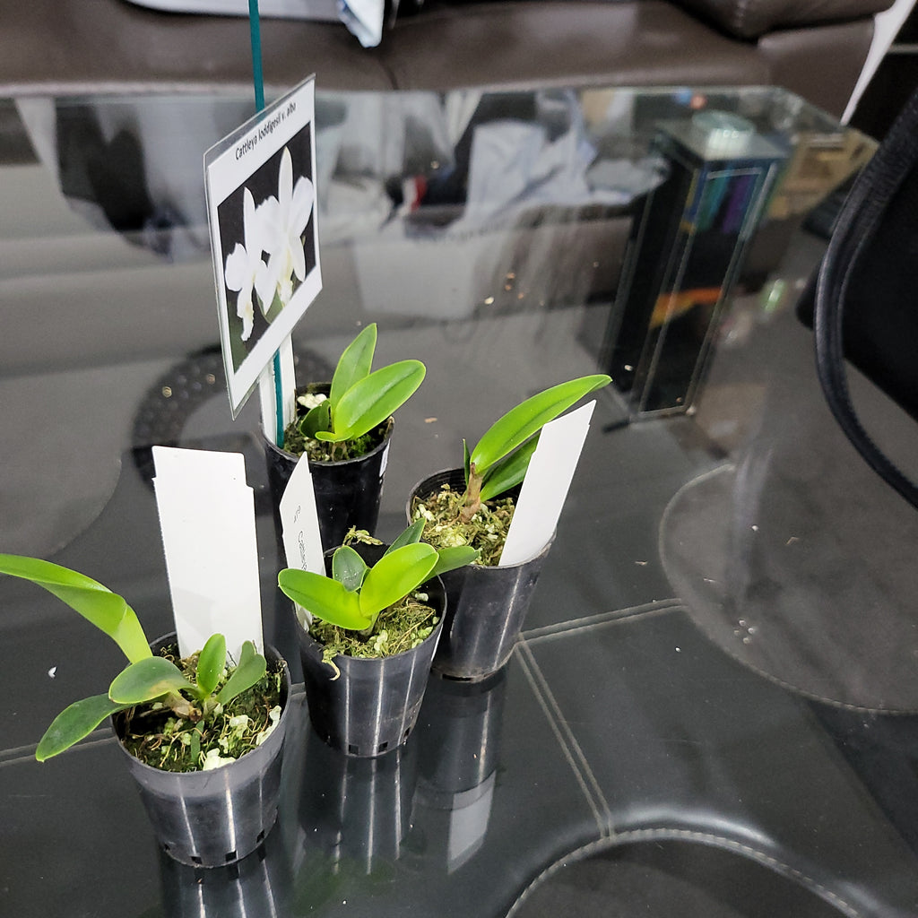 Cattleya loddigesii  var. alba ( Fragrant and Rare Species )