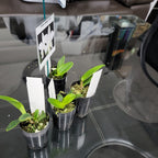 Cattleya loddigesii  var. alba ( Fragrant and Rare Species )