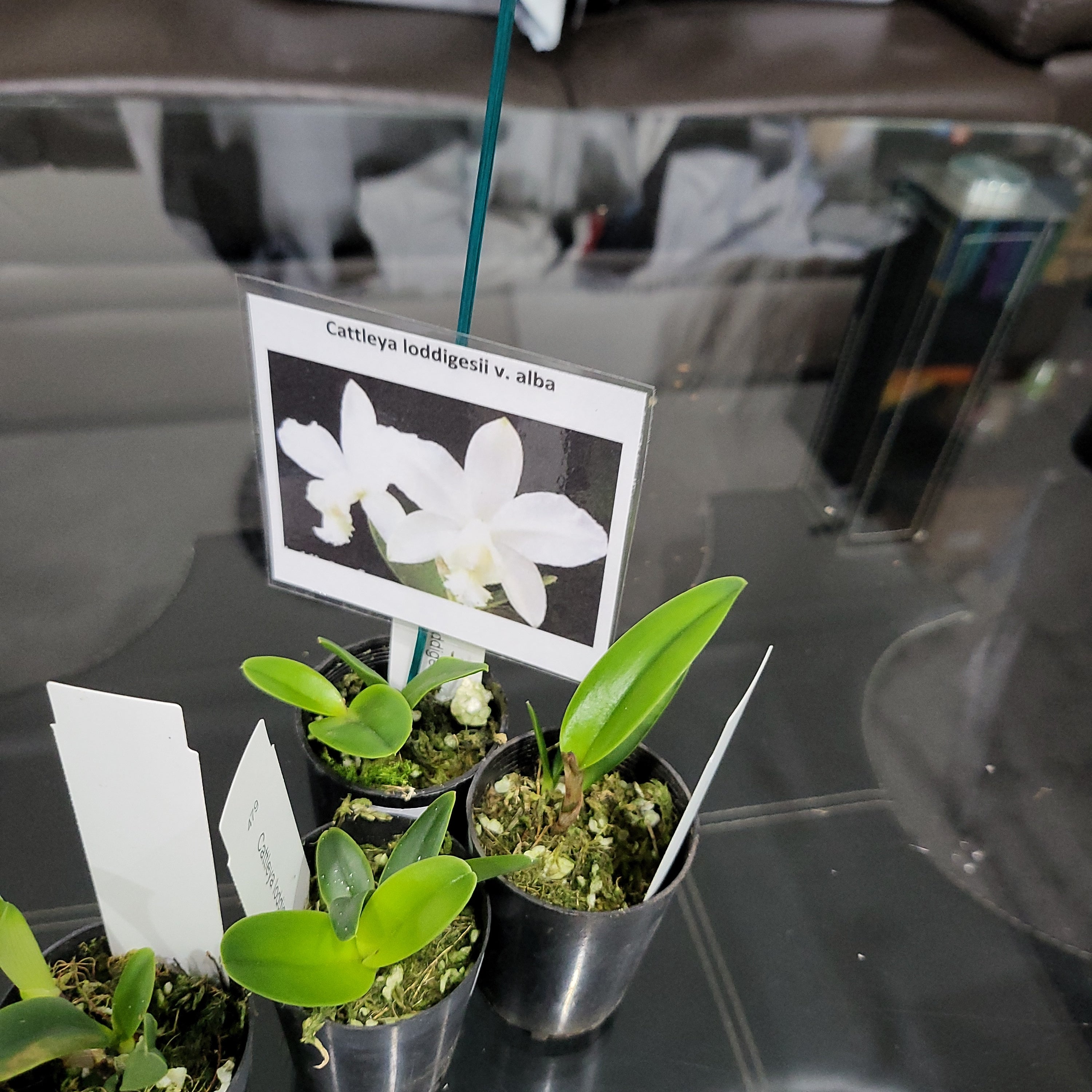 Cattleya loddigesii  var. alba ( Fragrant and Rare Species )