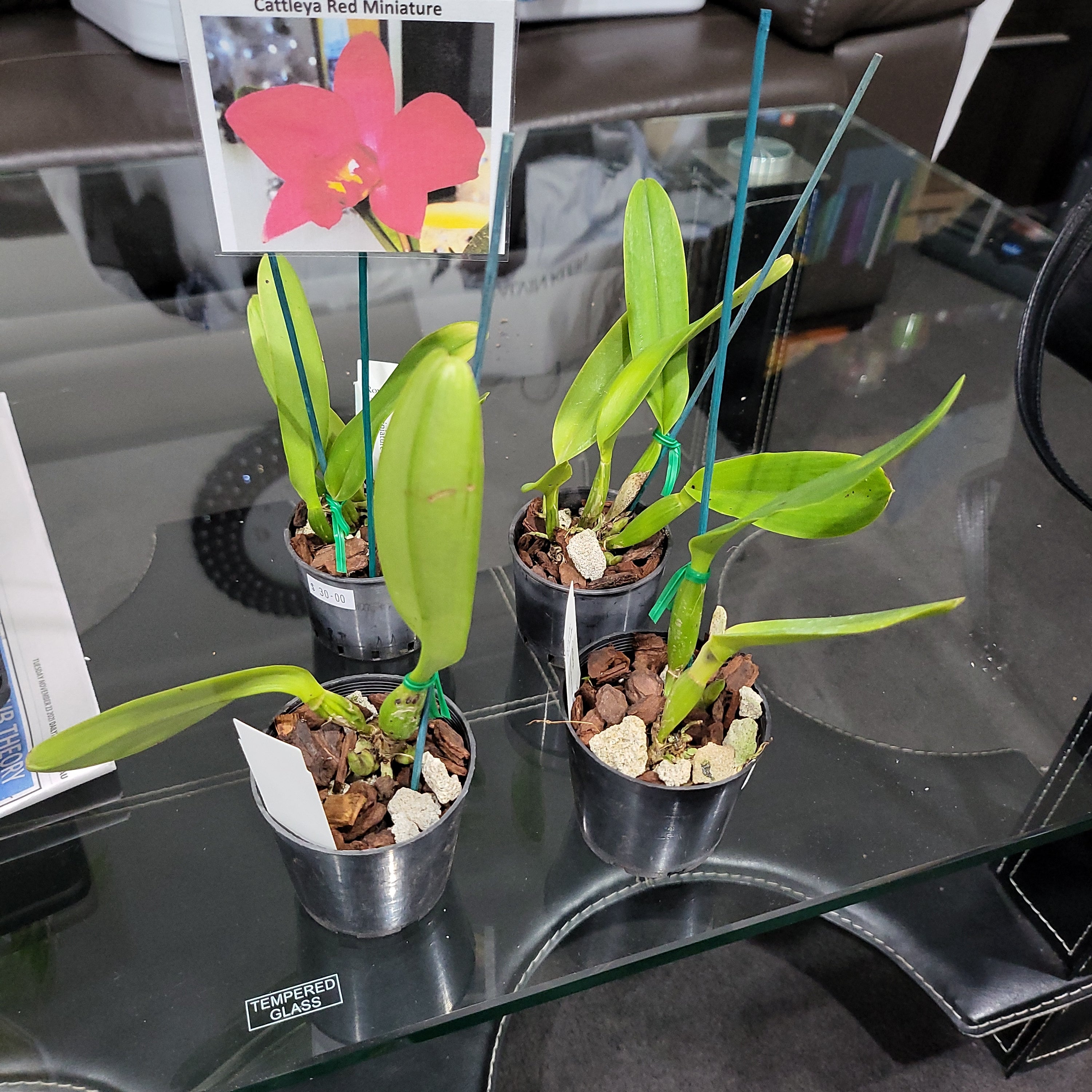 Cattleya Miniature Variety ( Red ) Secondary image