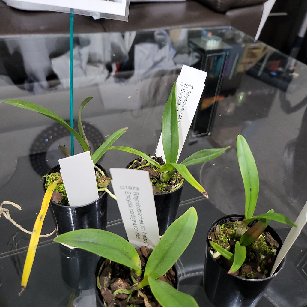 Rct. Jim Wallace 'Leo' x Enc. cordigera v. alba