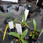 Rct. Jim Wallace 'Leo' x Enc. cordigera v. alba