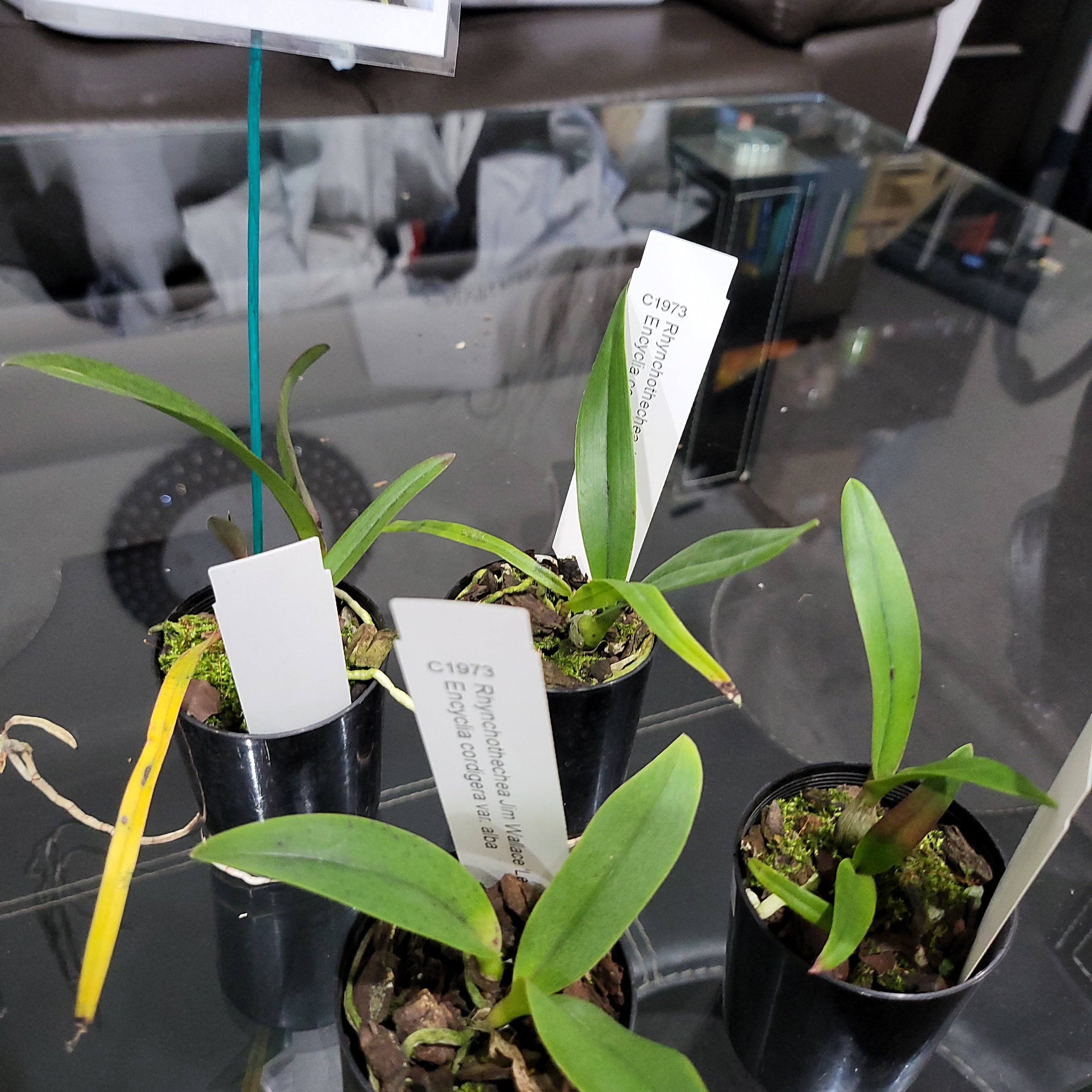 Rct. Jim Wallace 'Leo' x Enc. cordigera v. alba