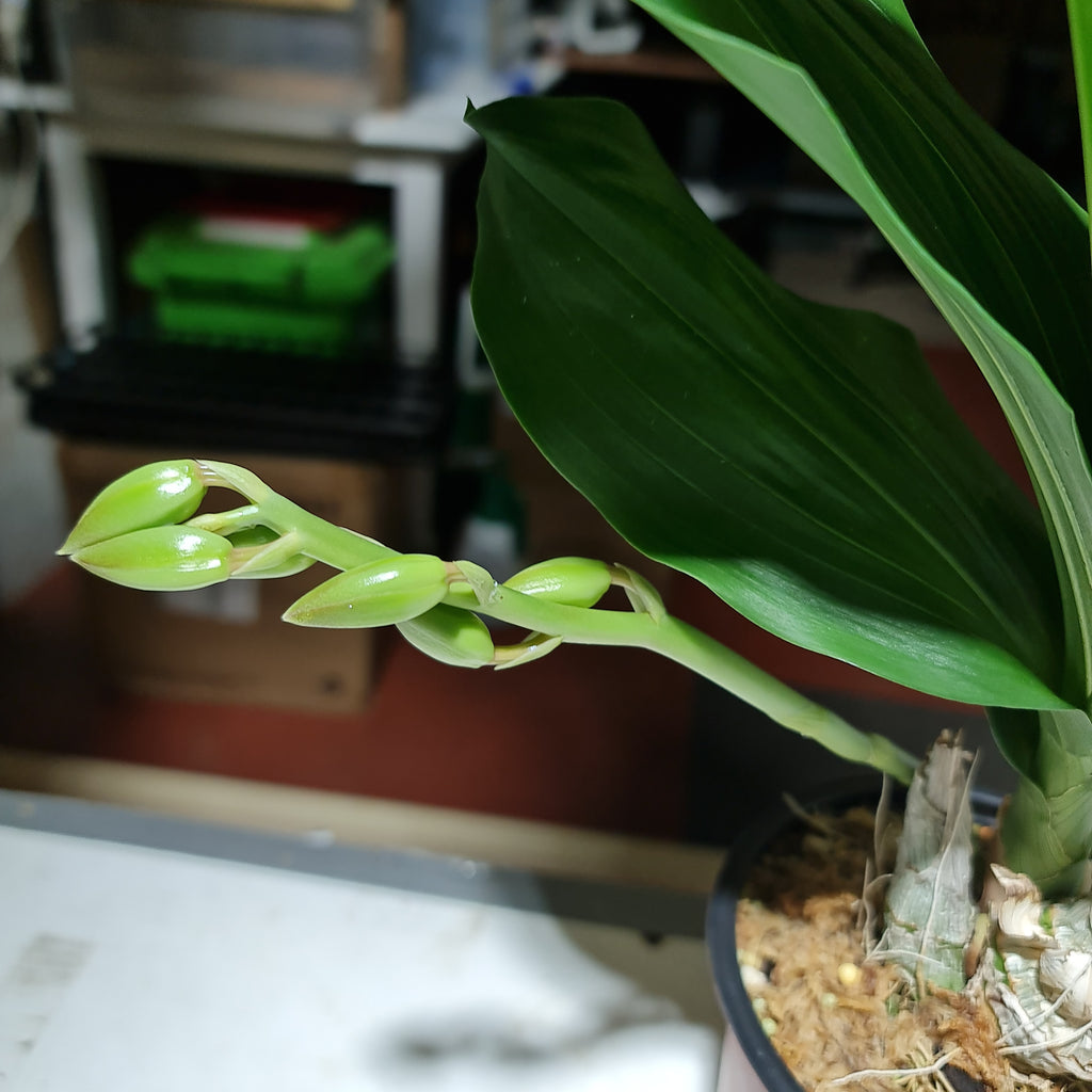 ( In Spike Now) Mormodia Painted Desert' SVO' HCC/AOS X Catasetum Callosum 'Black Lip' AM/AOS