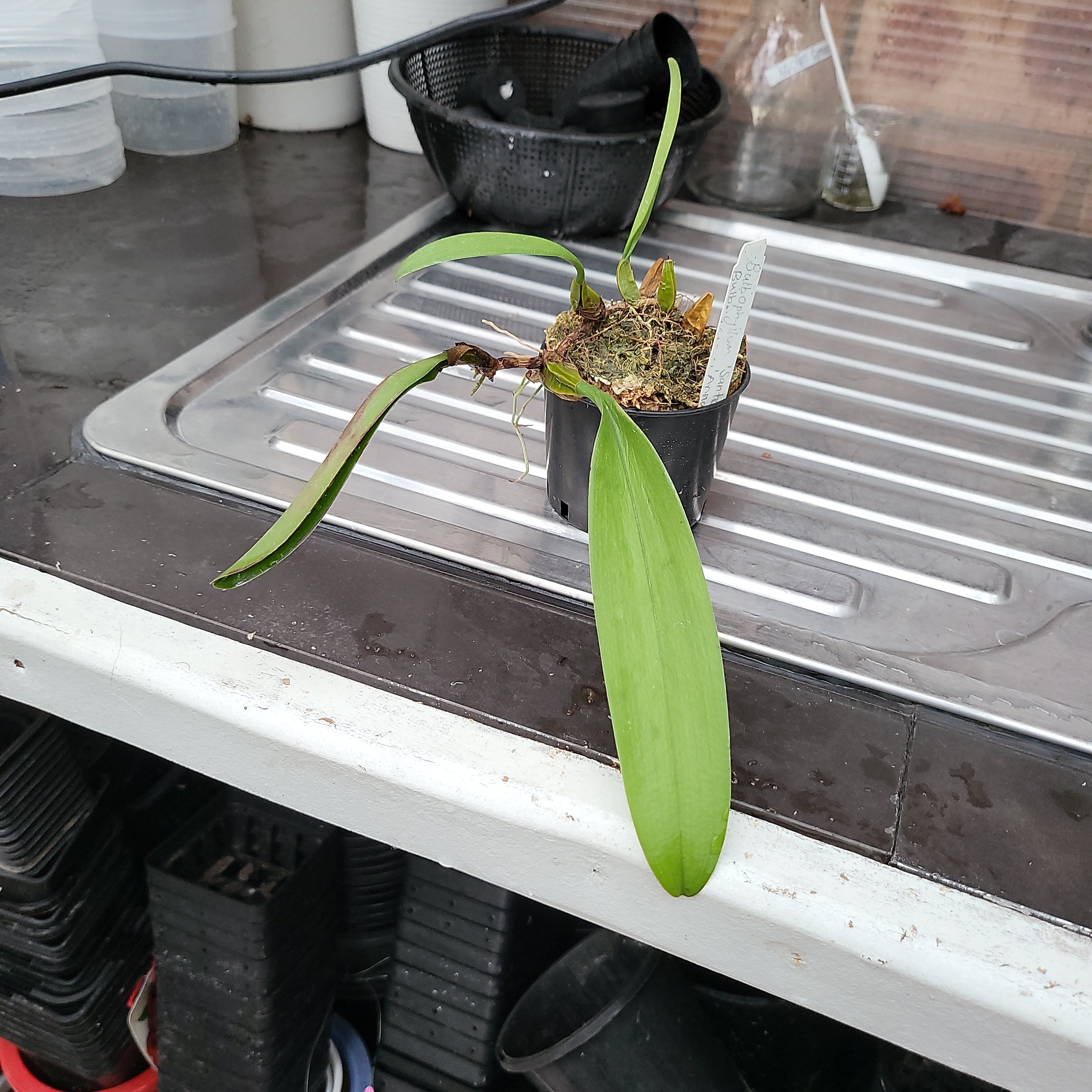 Bulbophyllum Santa Claus x Annandalei Secondary image