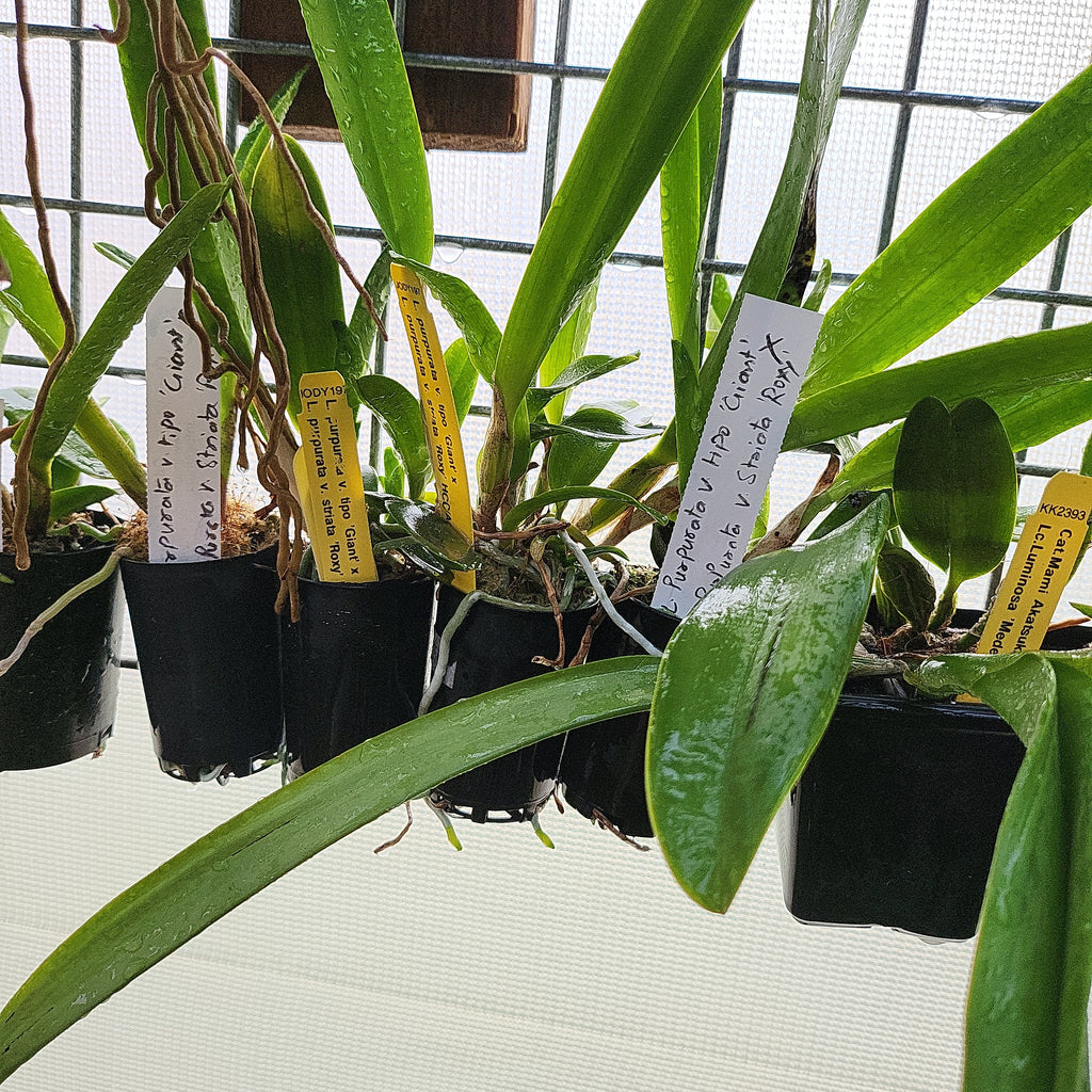 L. Purpurata v. Tipo Giant x Purpurata v. Striata