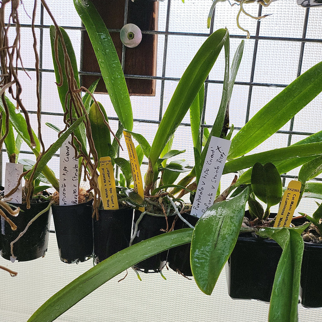 L. Purpurata v. Tipo Giant x Purpurata v. Striata