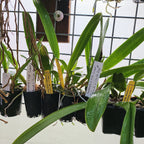 L. Purpurata v. Tipo Giant x Purpurata v. Striata