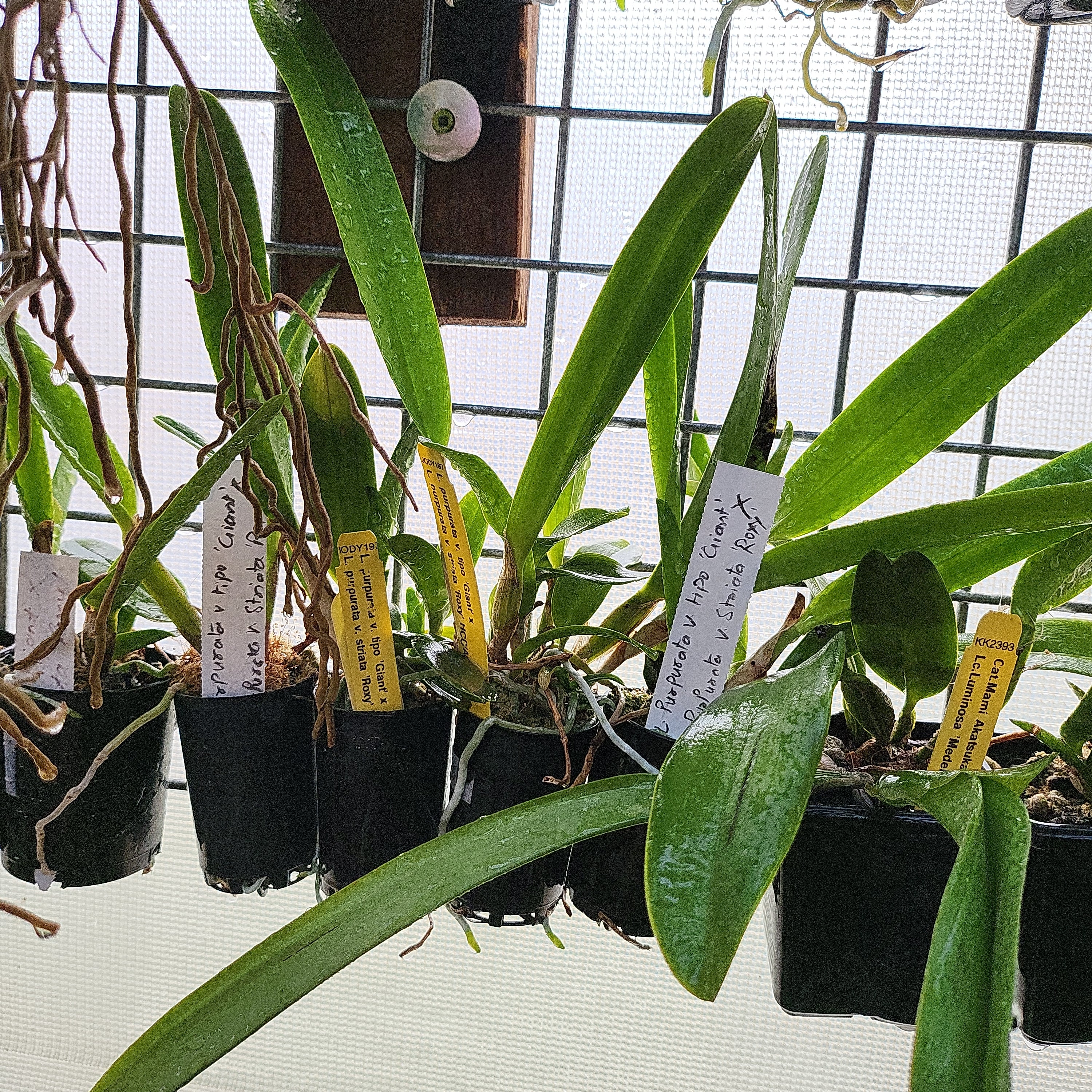 L. Purpurata v. Tipo Giant x Purpurata v. Striata