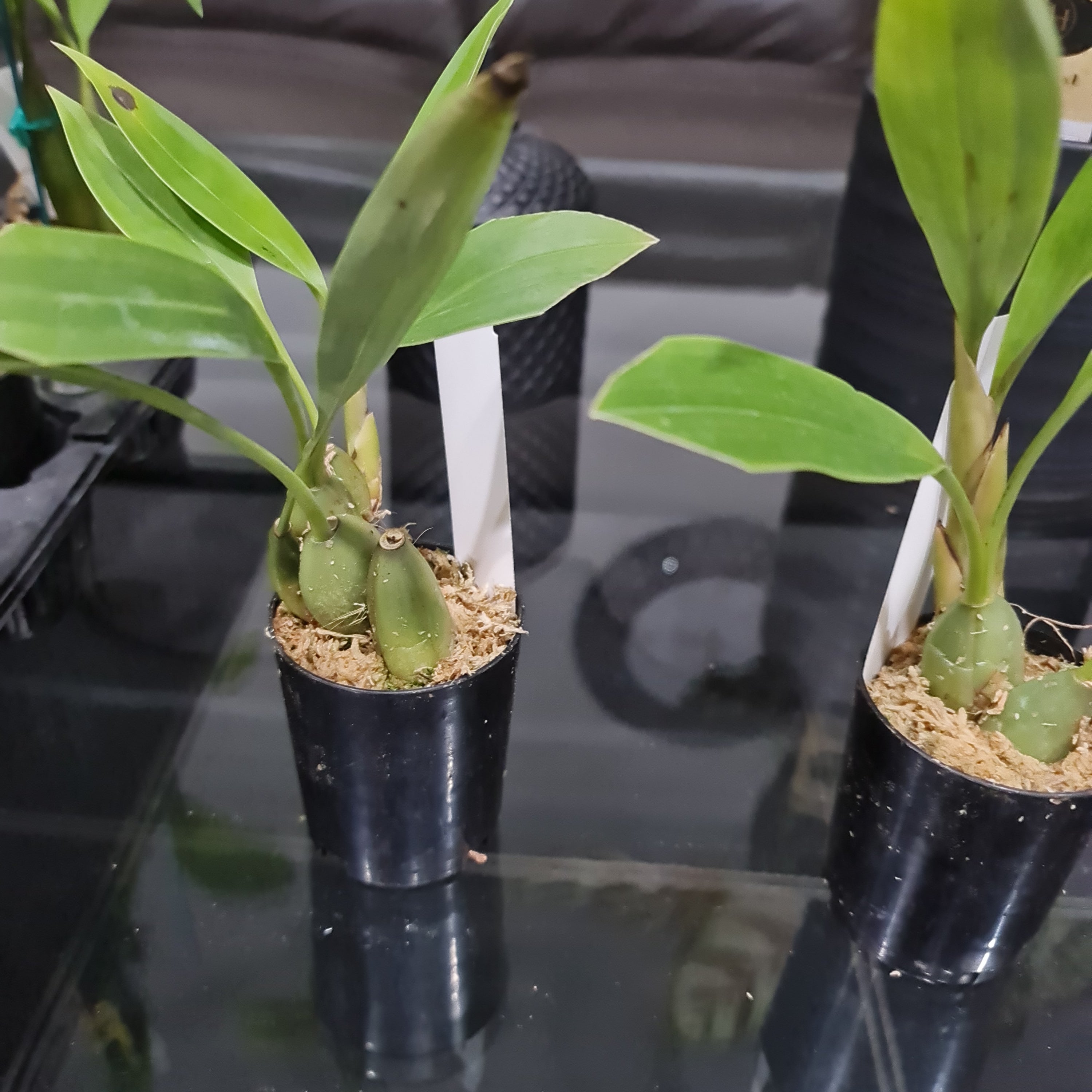 Coelogyne Speciosa ( Highhly Fragrant Species ) Secondary image