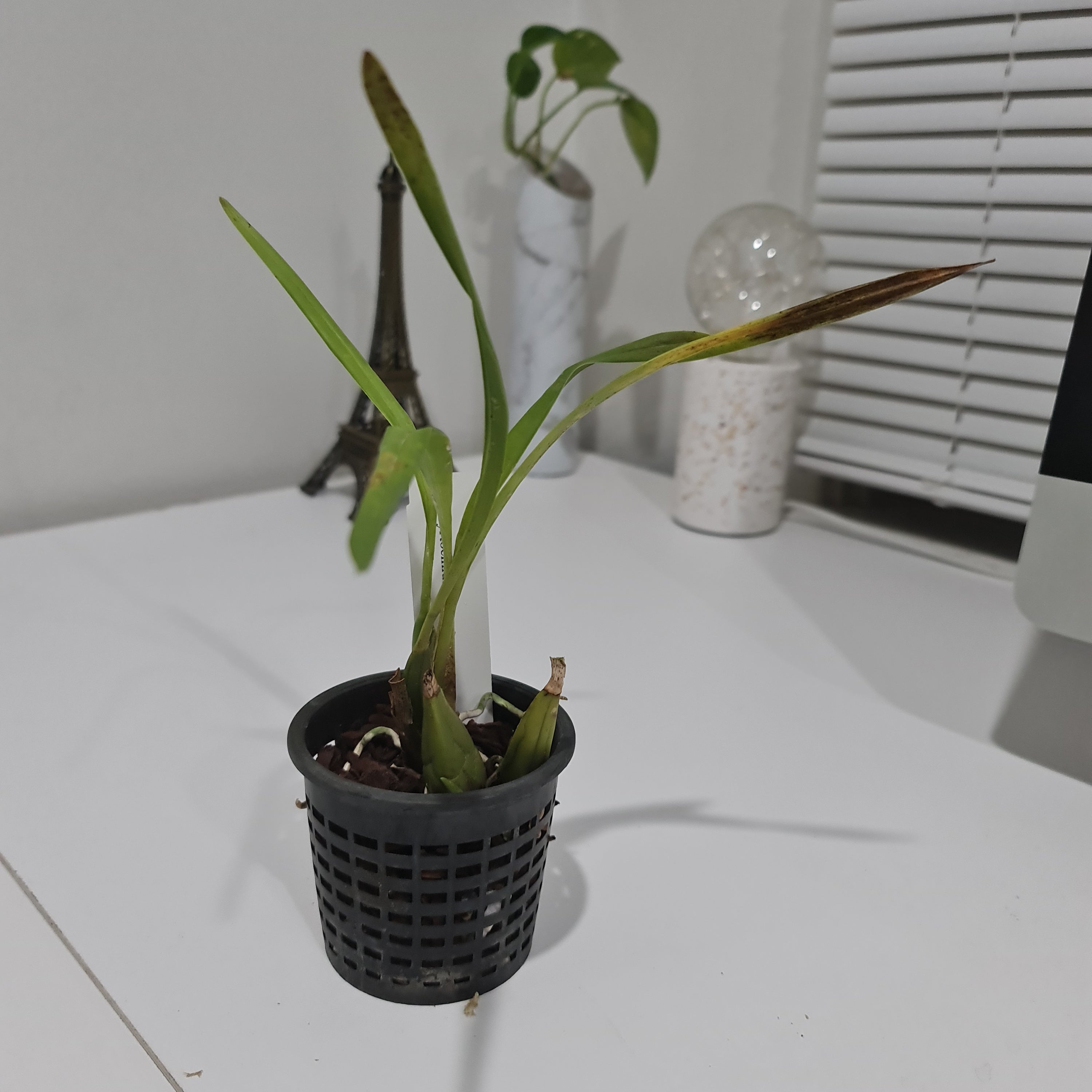 TOP Cystochilum flavescens (Fragrant Species) Secondary image