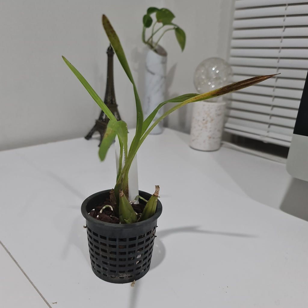 TOP Cystochilum flavescens (Fragrant Species)