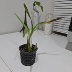 TOP Cystochilum flavescens (Fragrant Species)