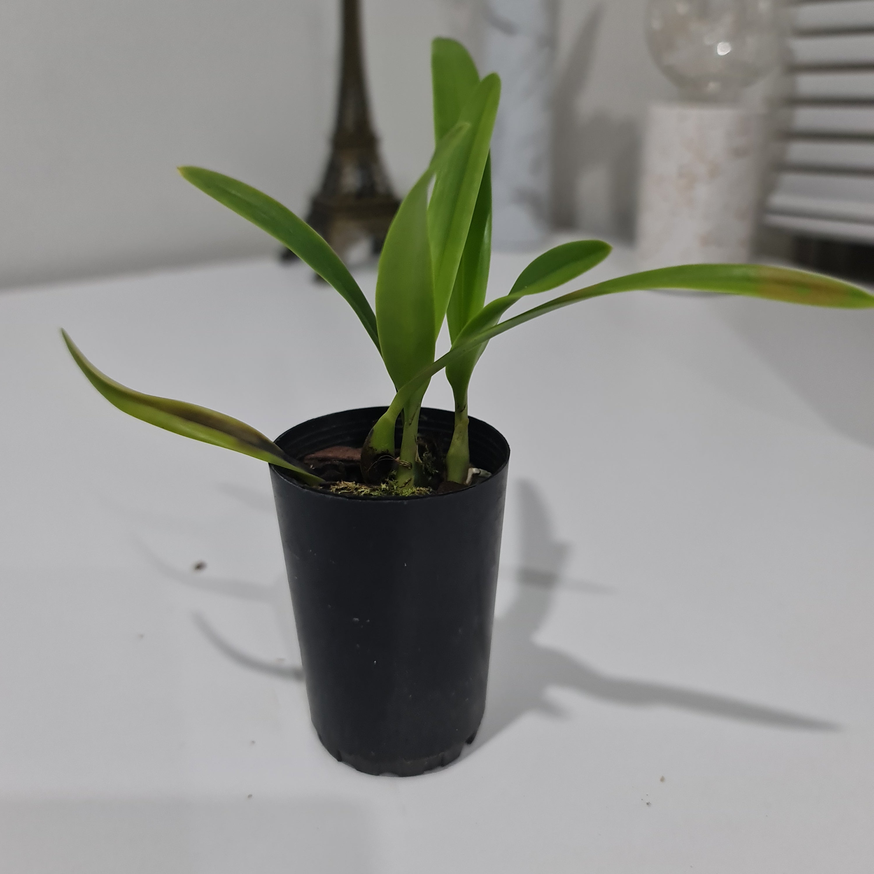 TOP Encyclia oakland Secondary image