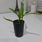 TOP Encyclia oakland