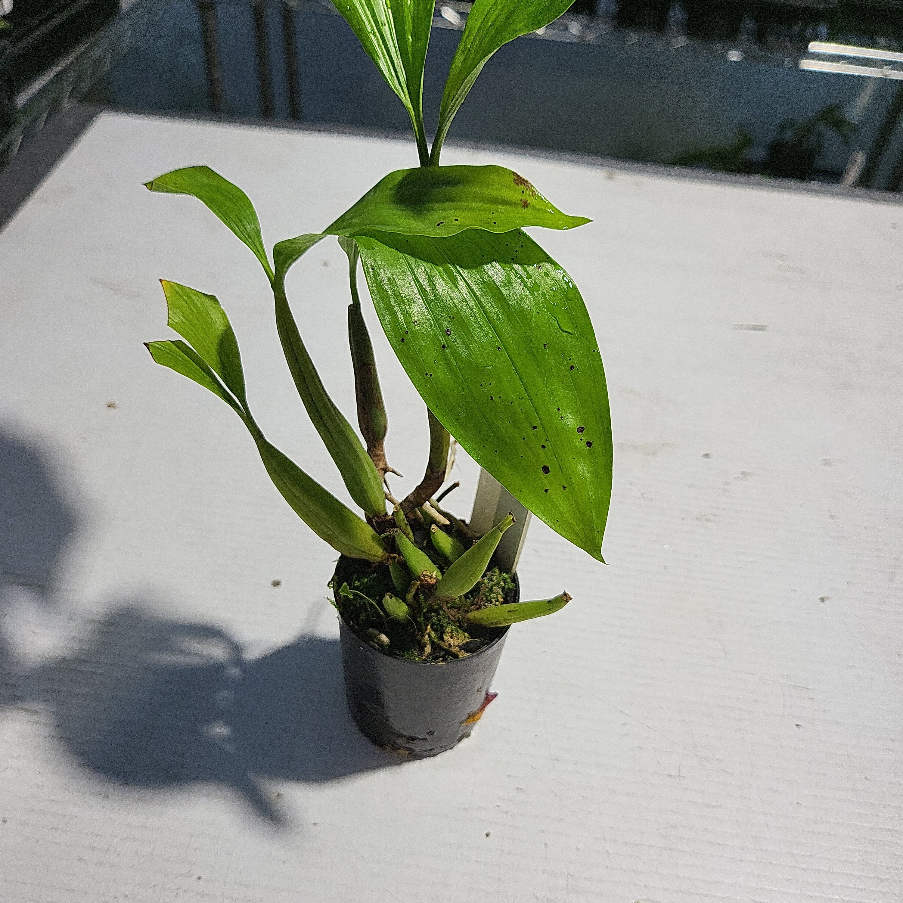 TOP - Coelogyne rochussenii (Fragrant Species) Secondary image