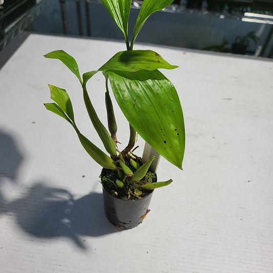 TOP - Coelogyne rochussenii (Fragrant Species)