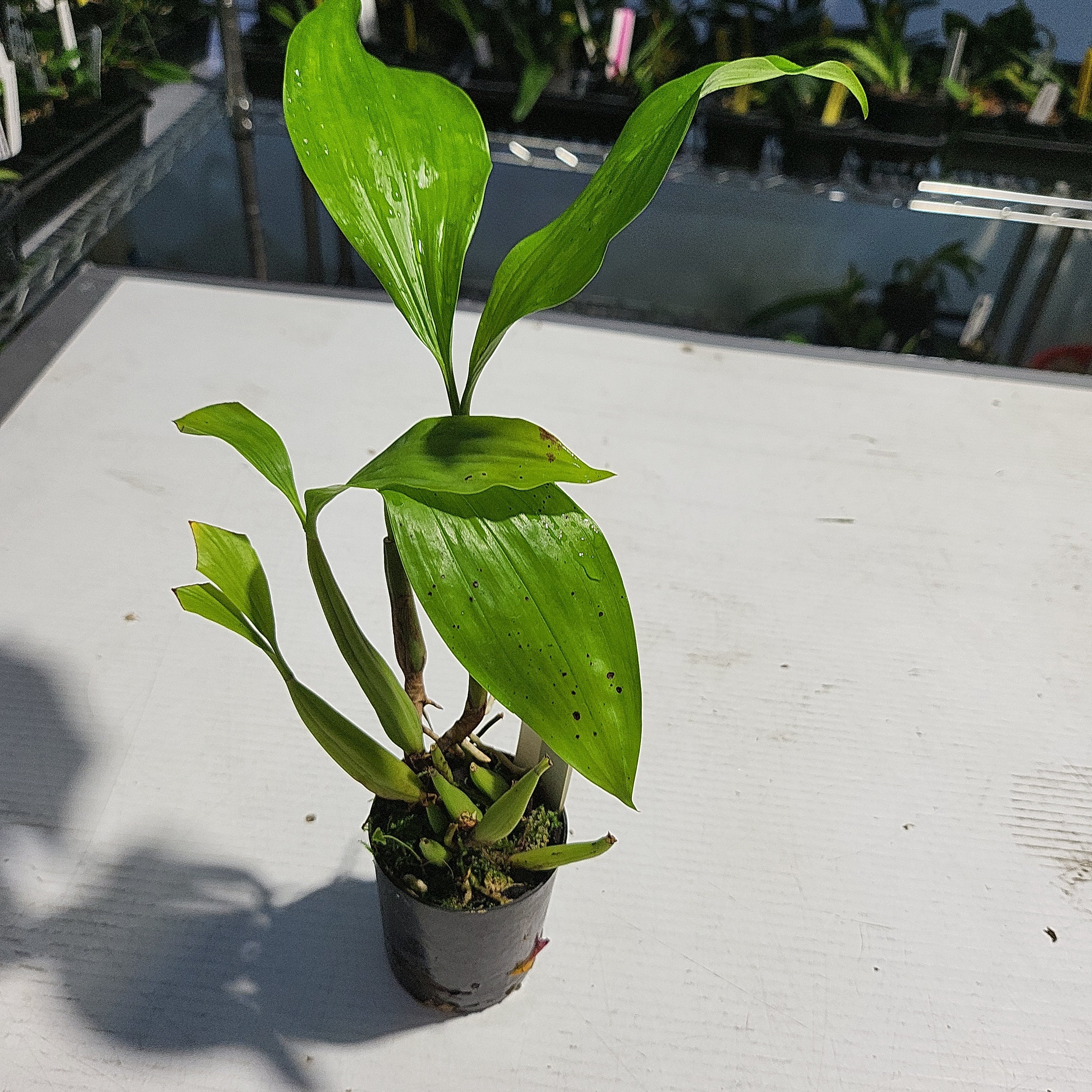 TOP - Coelogyne rochussenii (Fragrant Species)