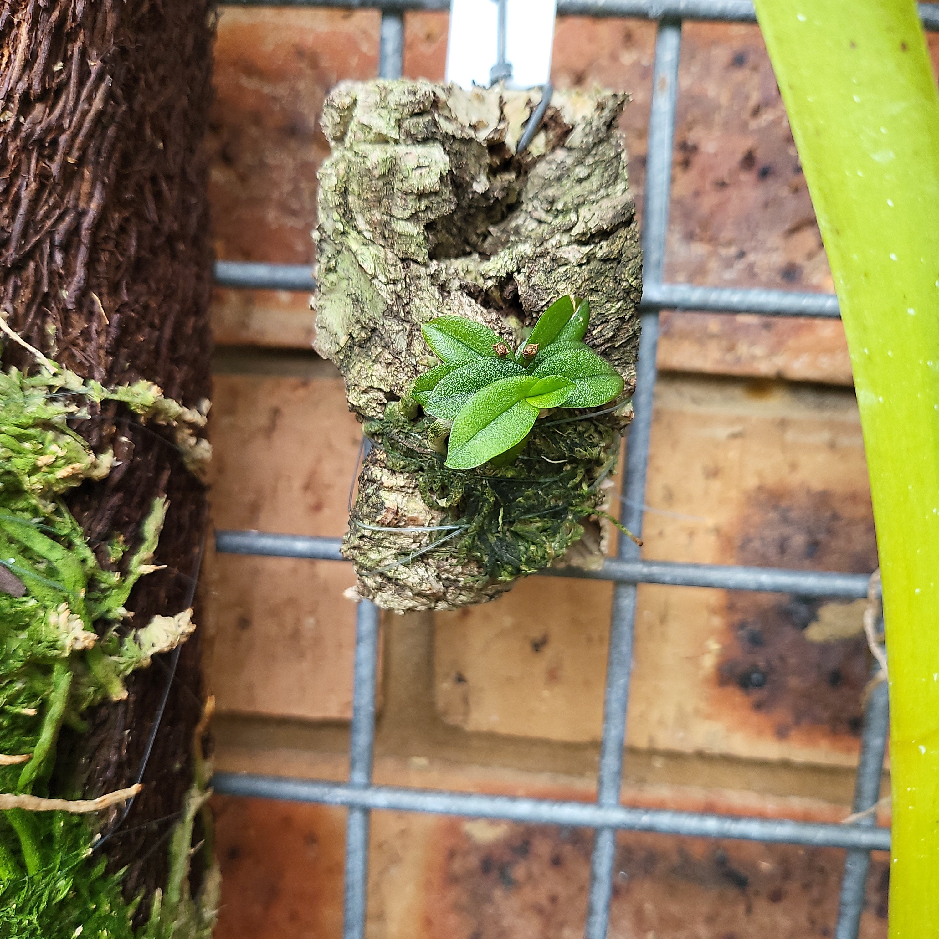 Schoenorchis Fragrans Secondary image
