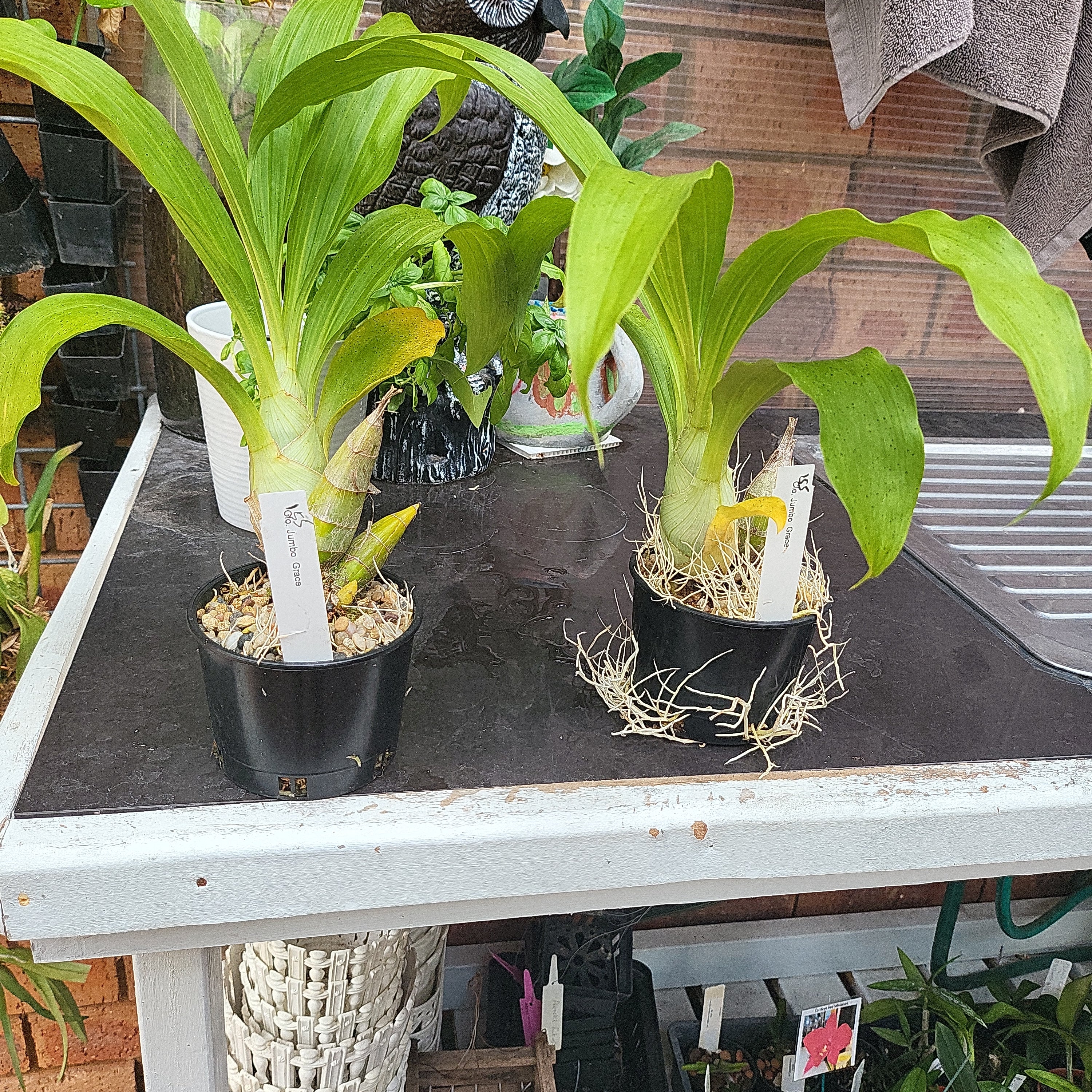 Clowesia Jumbo Grace Fragrant Secondary image