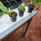 Species Dendrobium Sulcatum