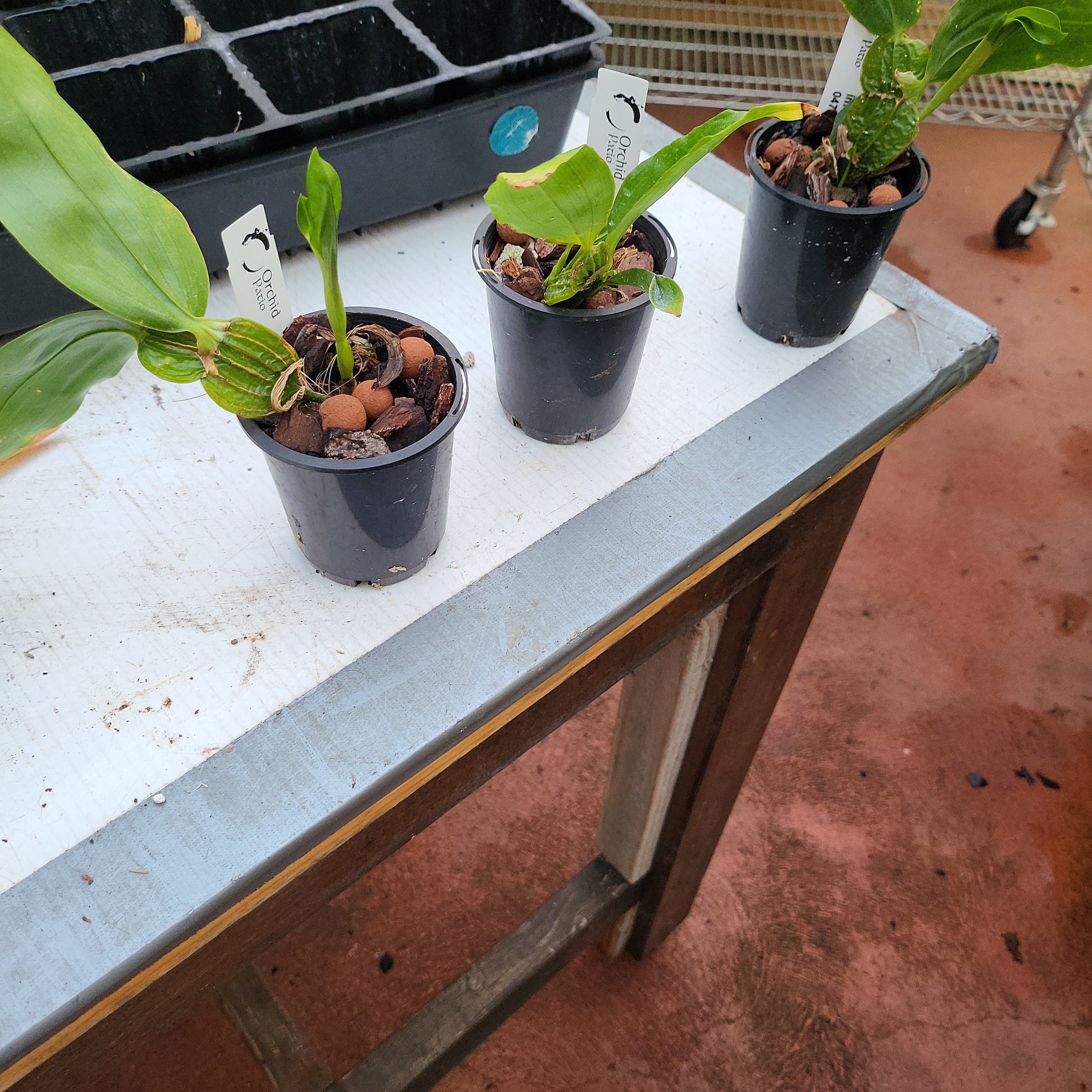 Species Dendrobium Sulcatum Secondary image