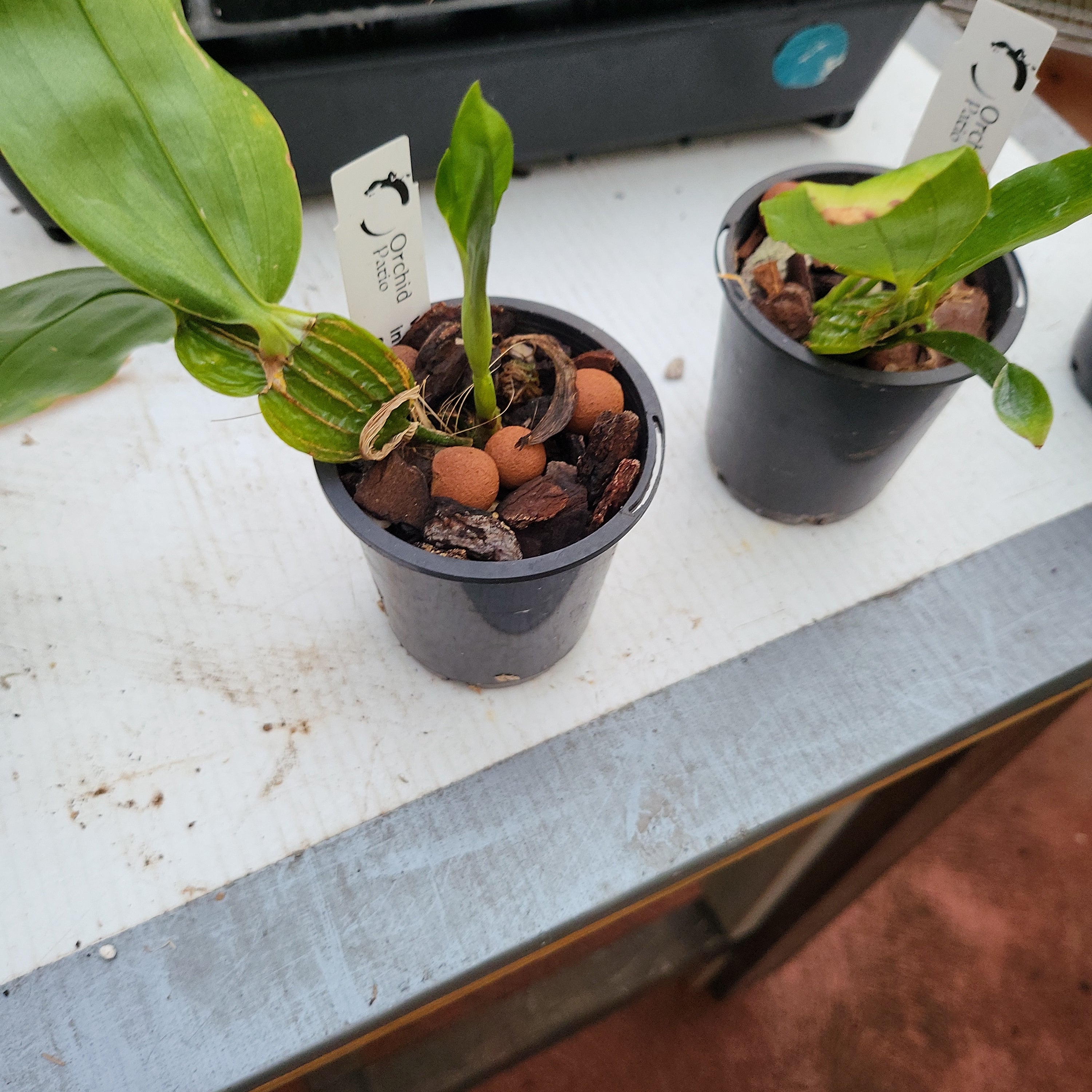 Species Dendrobium Sulcatum