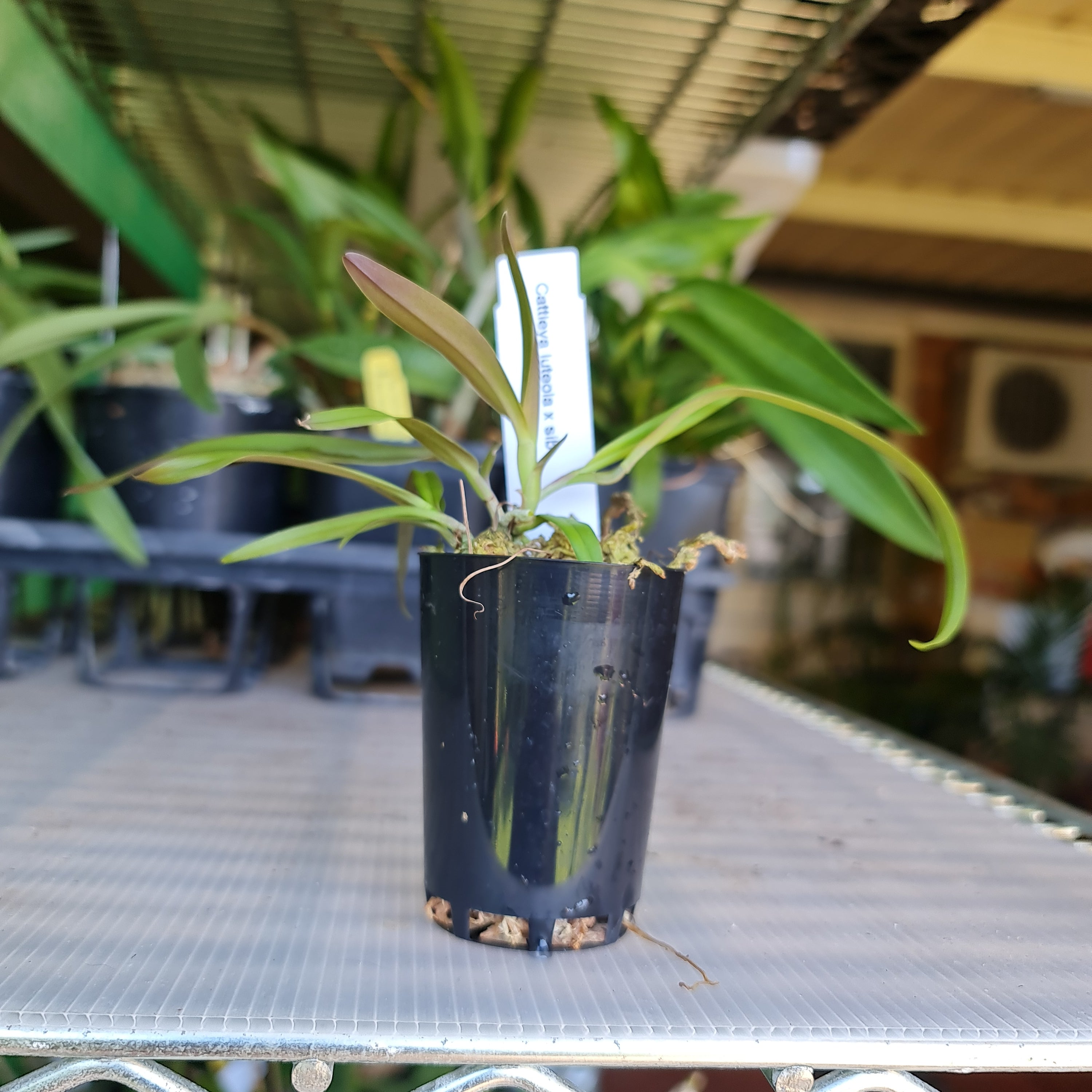 TOP - Cattleya luteola 'Quintal' 4N (Miniature Species) Secondary image