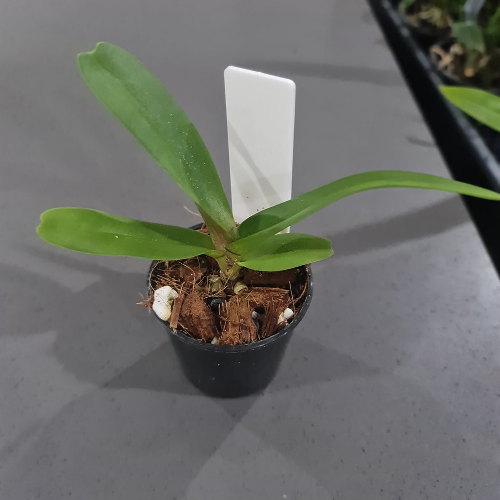 Rhynchostylis Gigantea Cartoon (Fragrant)