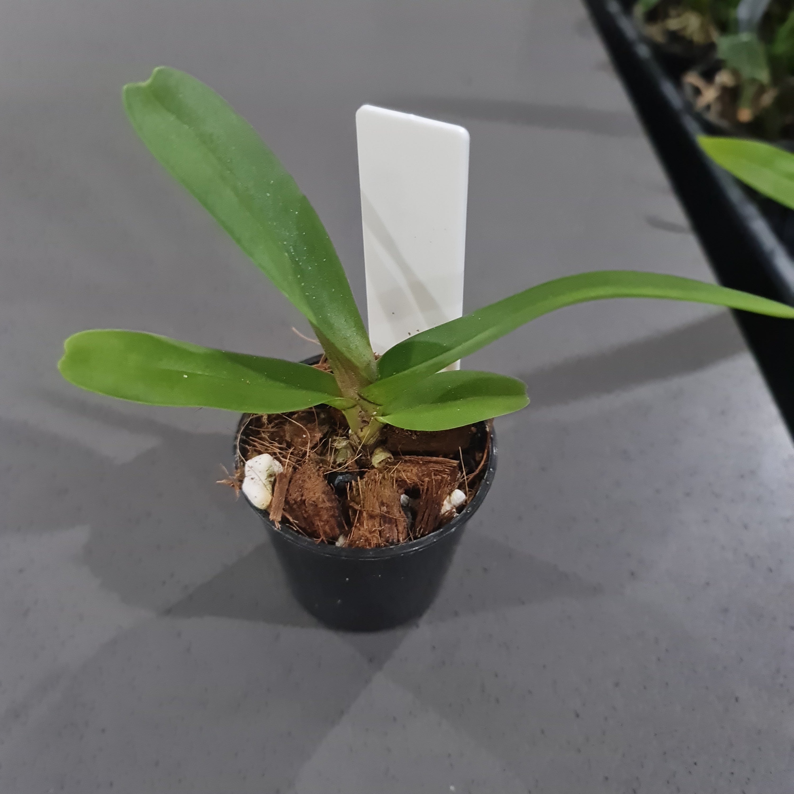 Rhynchostylis Gigantea Cartoon (Fragrant)