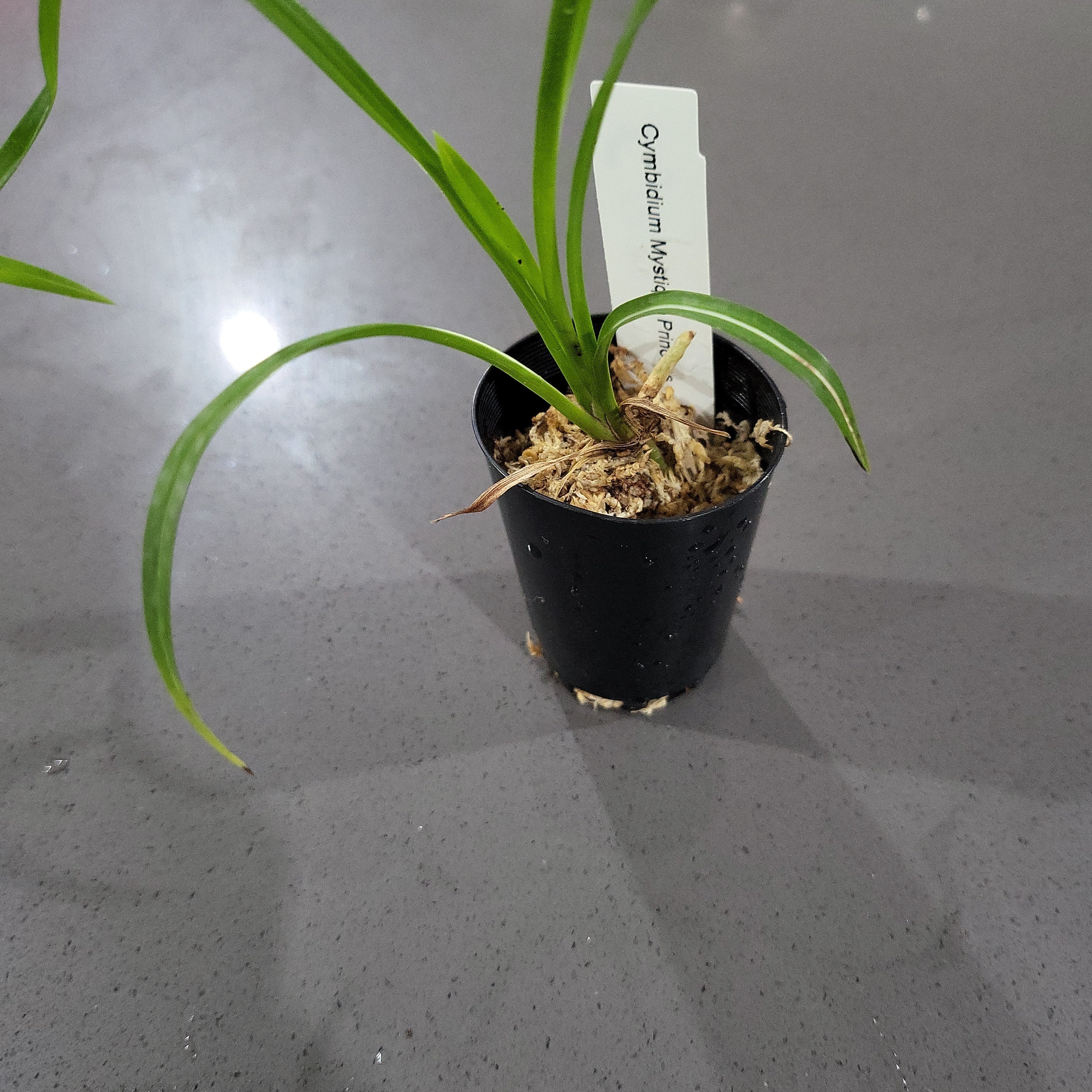 TOP - Cymbidium Mystique Princess (Variegated - Fragrant) Secondary image