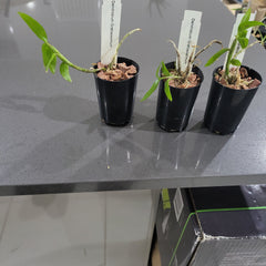 TOP Dendrobium gratiosissimum (Rare Fragrant Species)