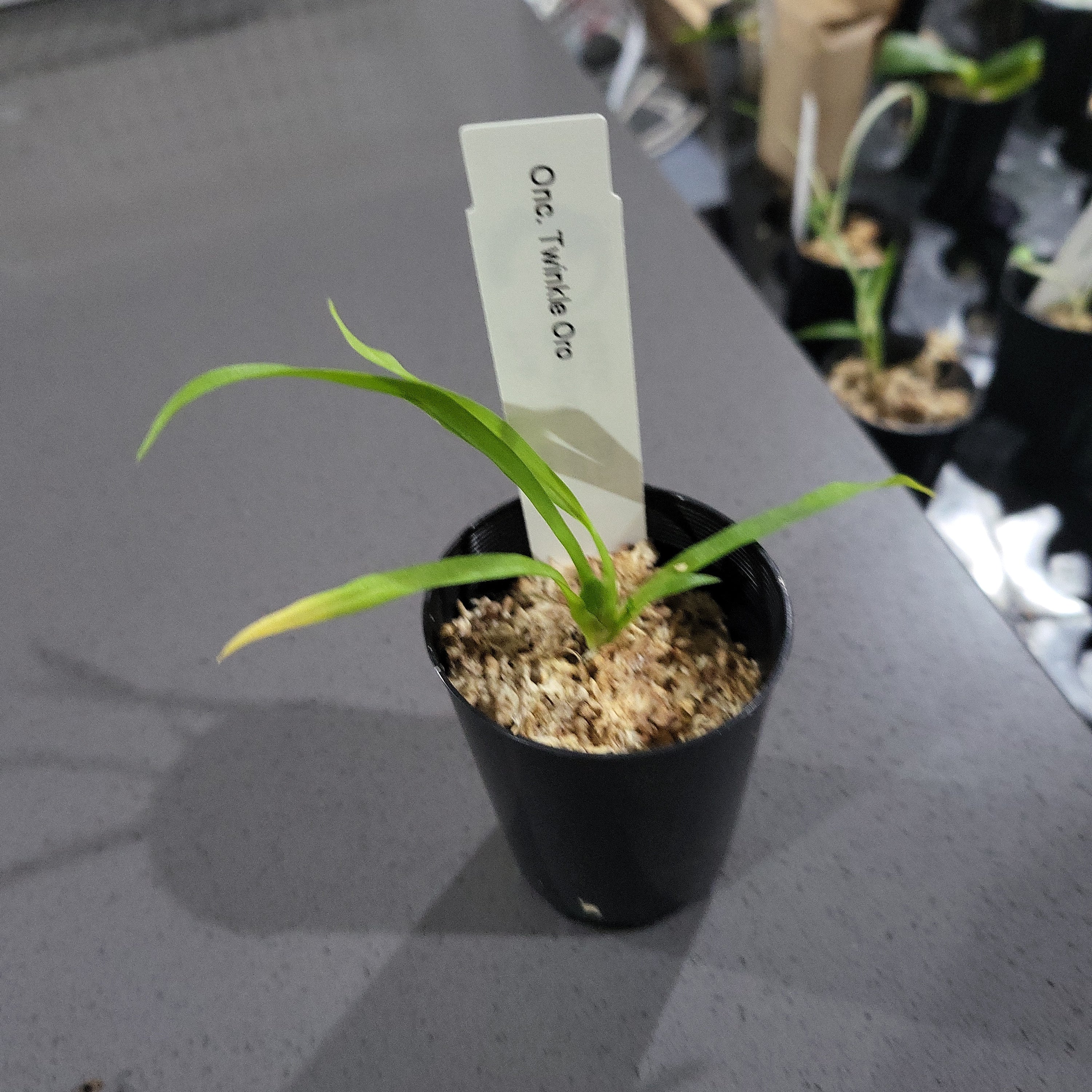 Oncidium Twinkle Orange Secondary image