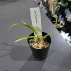 Oncidium Twinkle Orange